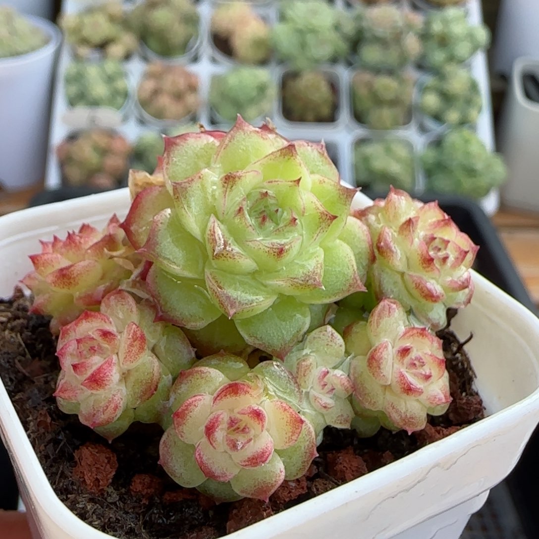 【闪购商品】1113-16女王-84