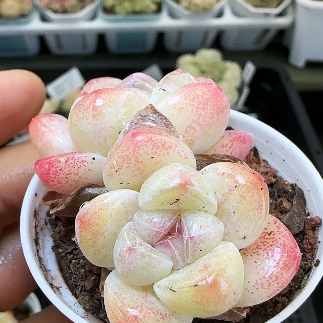 【闪购商品】红陶15cm以下0205-29