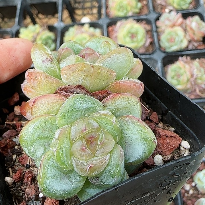 【闪购商品】0825-103星星珍妮