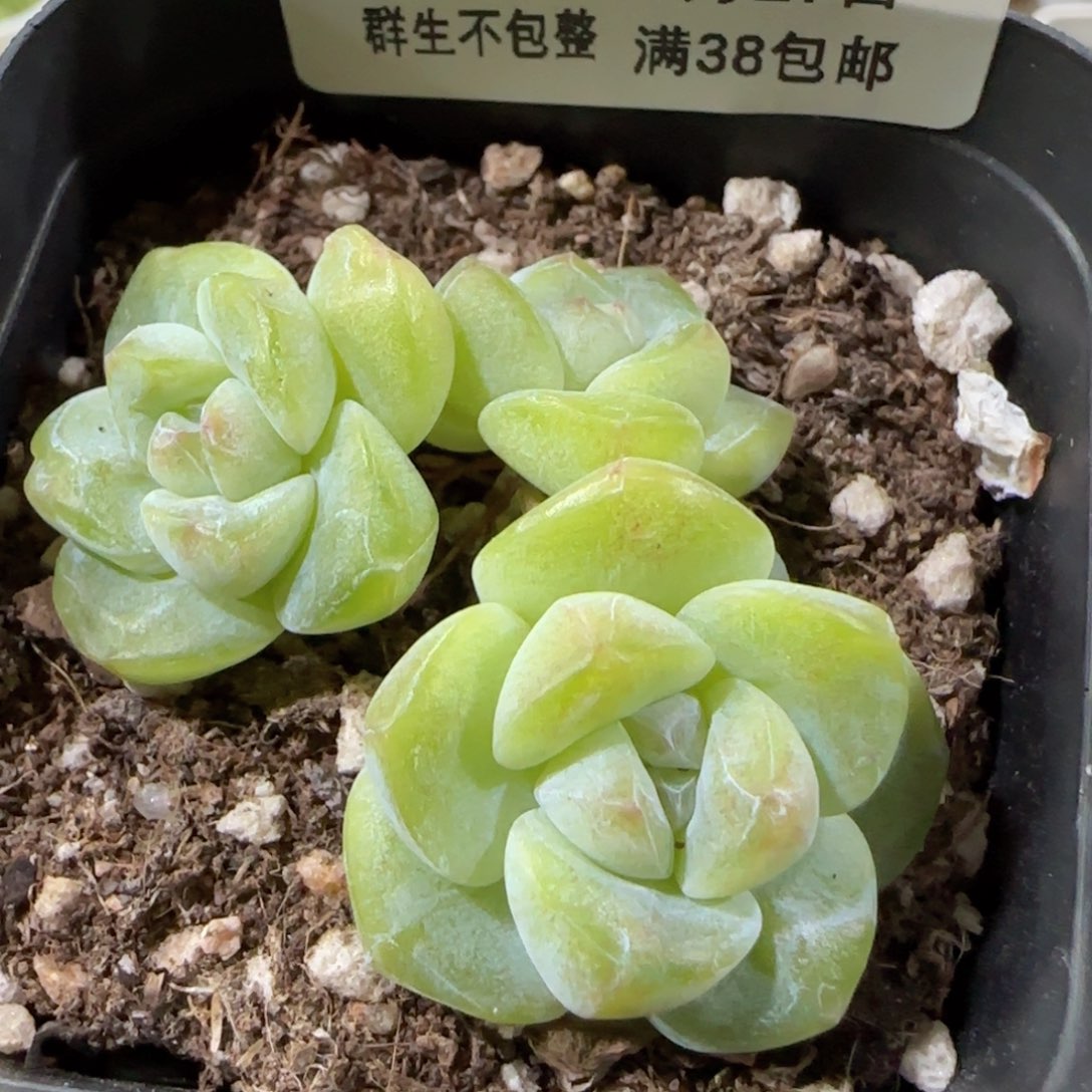 【闪购商品】0927-282冰玉