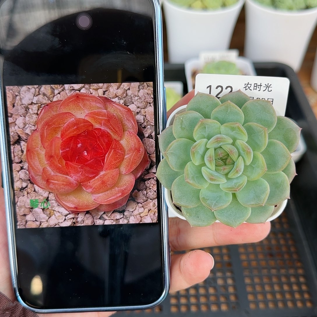 【闪购商品】0828-122琴心