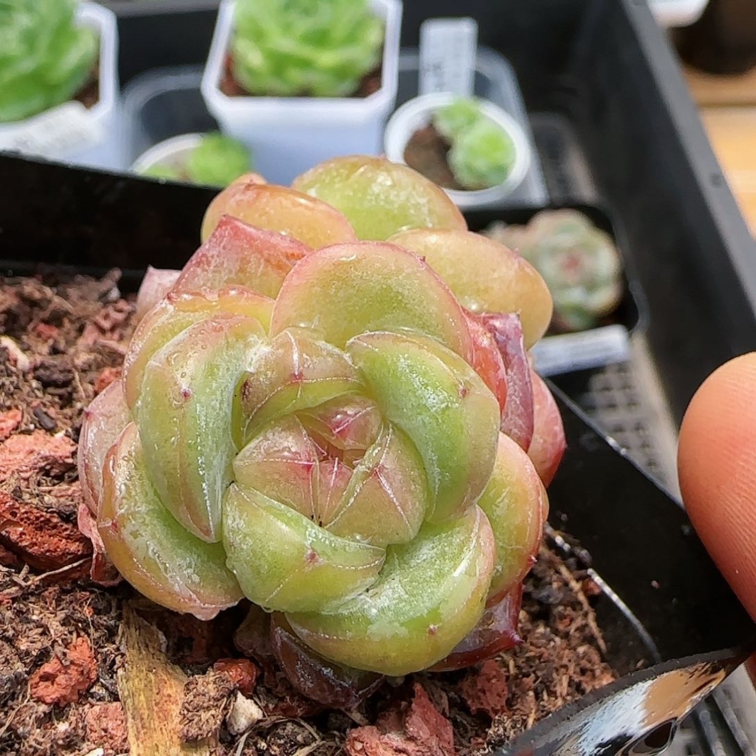 【闪购商品】0724-101星星珍妮