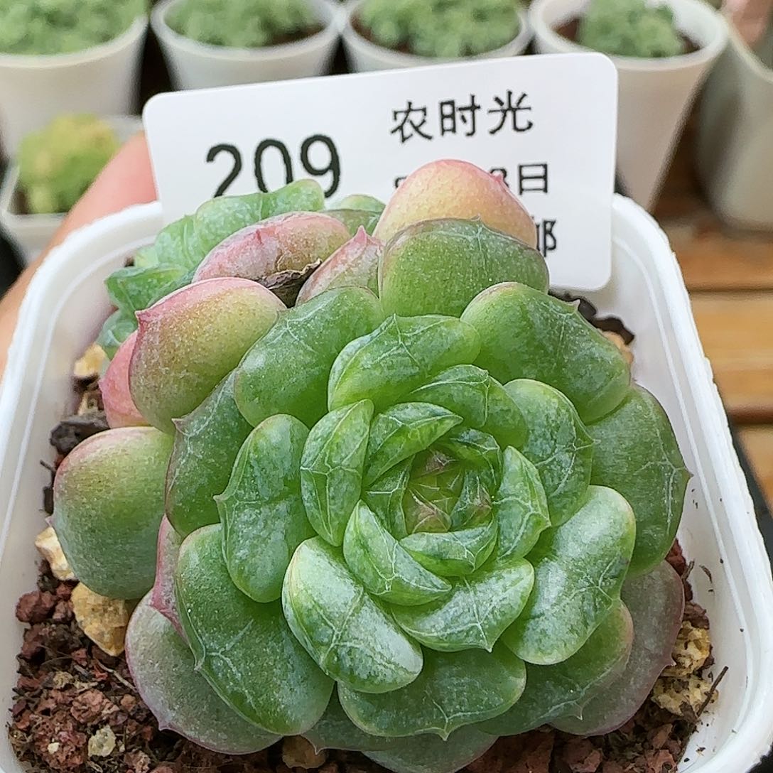 【闪购商品】0823-209珍妮糖心