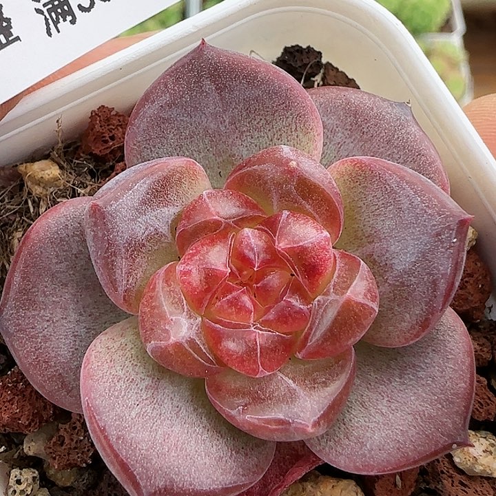 【闪购商品】0819-101珍妮