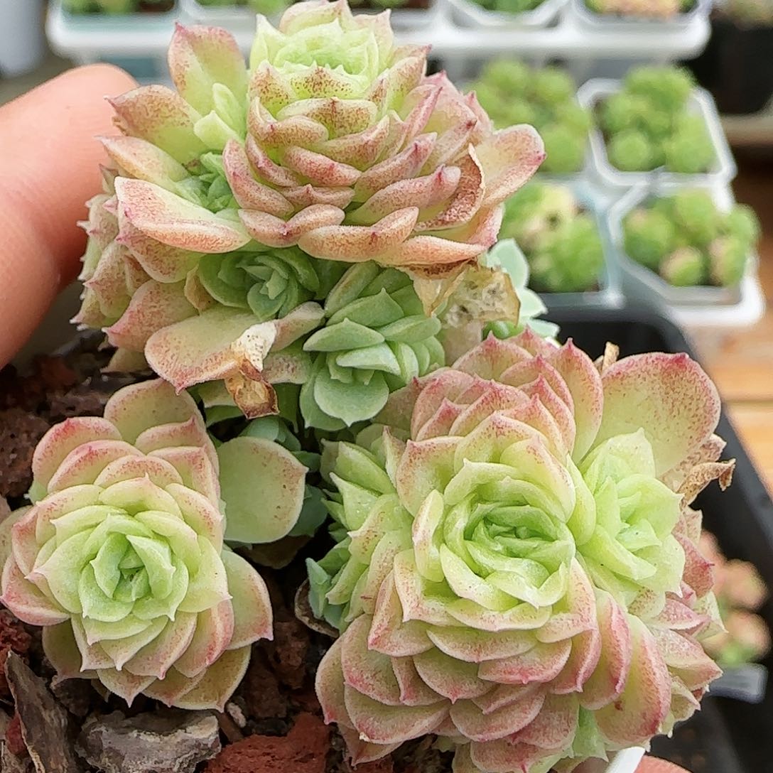 【闪购商品】0729-14花朵麦杆
