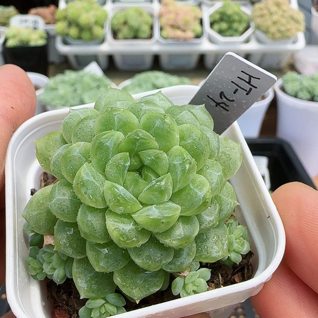 【闪购商品】0824-109（ht-24）