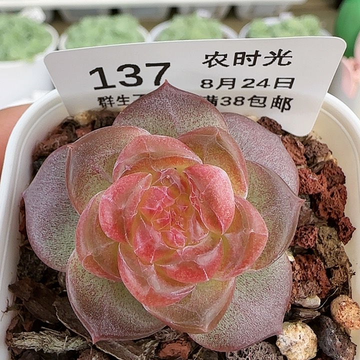 【闪购商品】0824-137天使珍妮