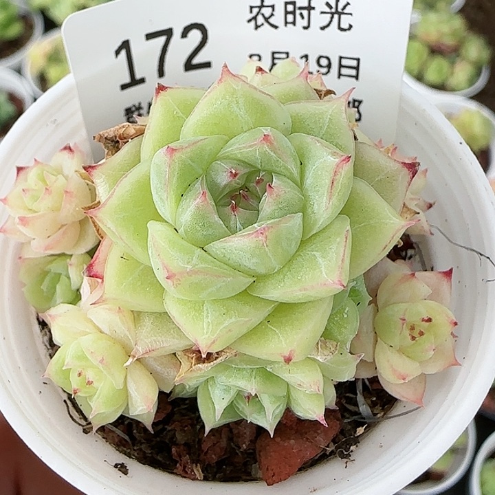 【闪购商品】0819-172边线麦杆