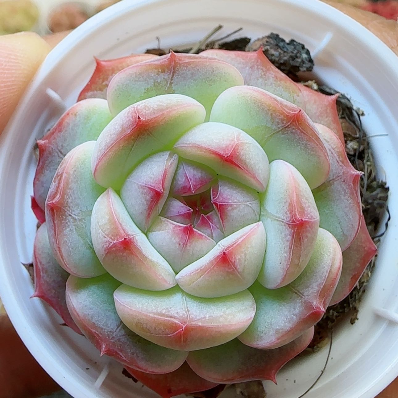 【闪购商品】红陶15cm以下0125-106开播福利