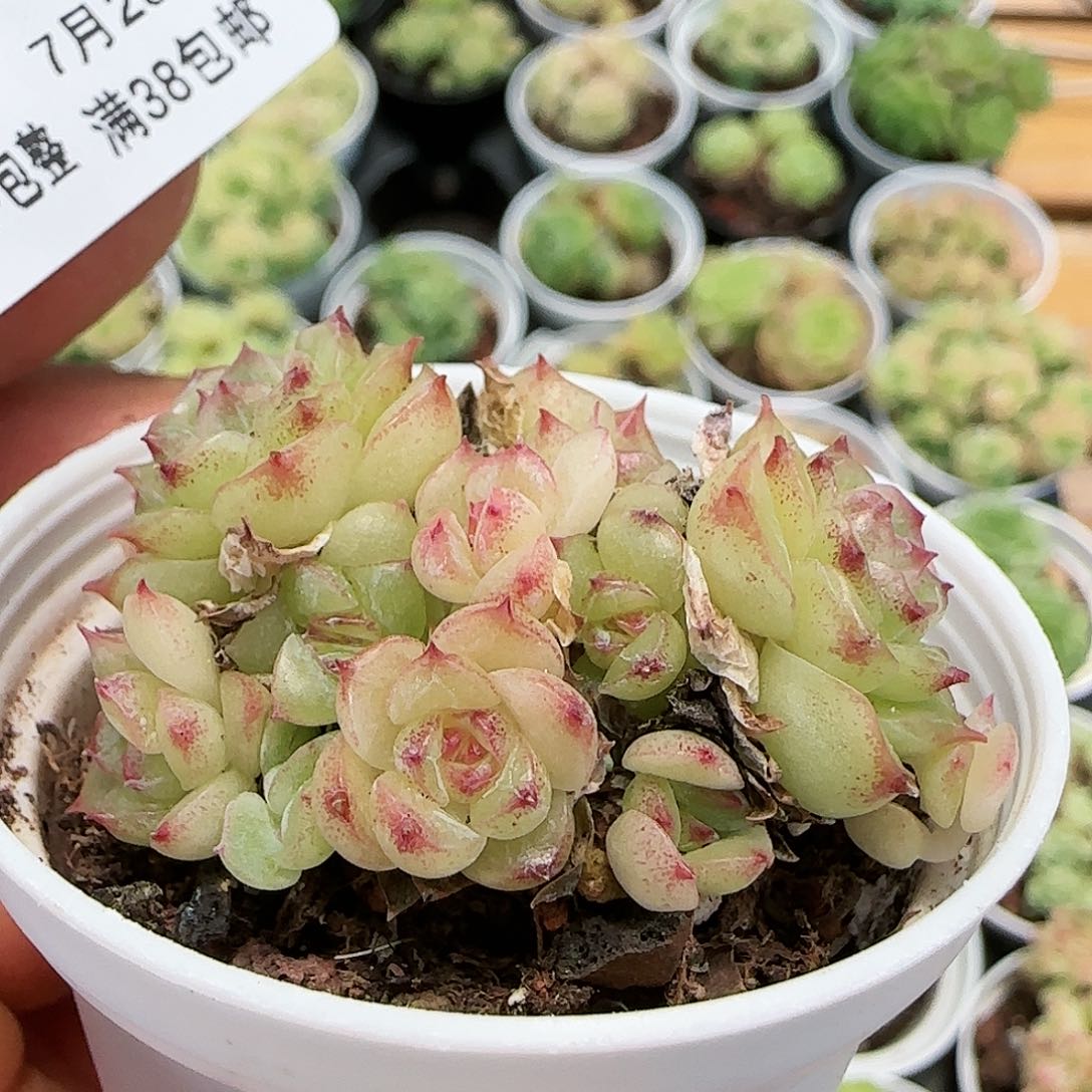 【闪购商品】0726-62糖心麦杆