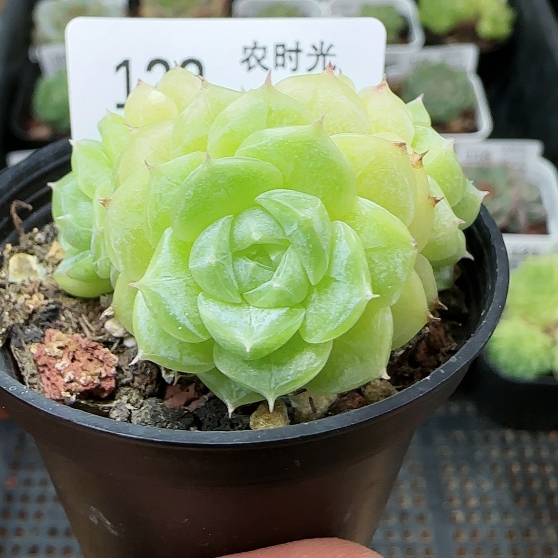 【闪购商品】0726-122花朵麦杆