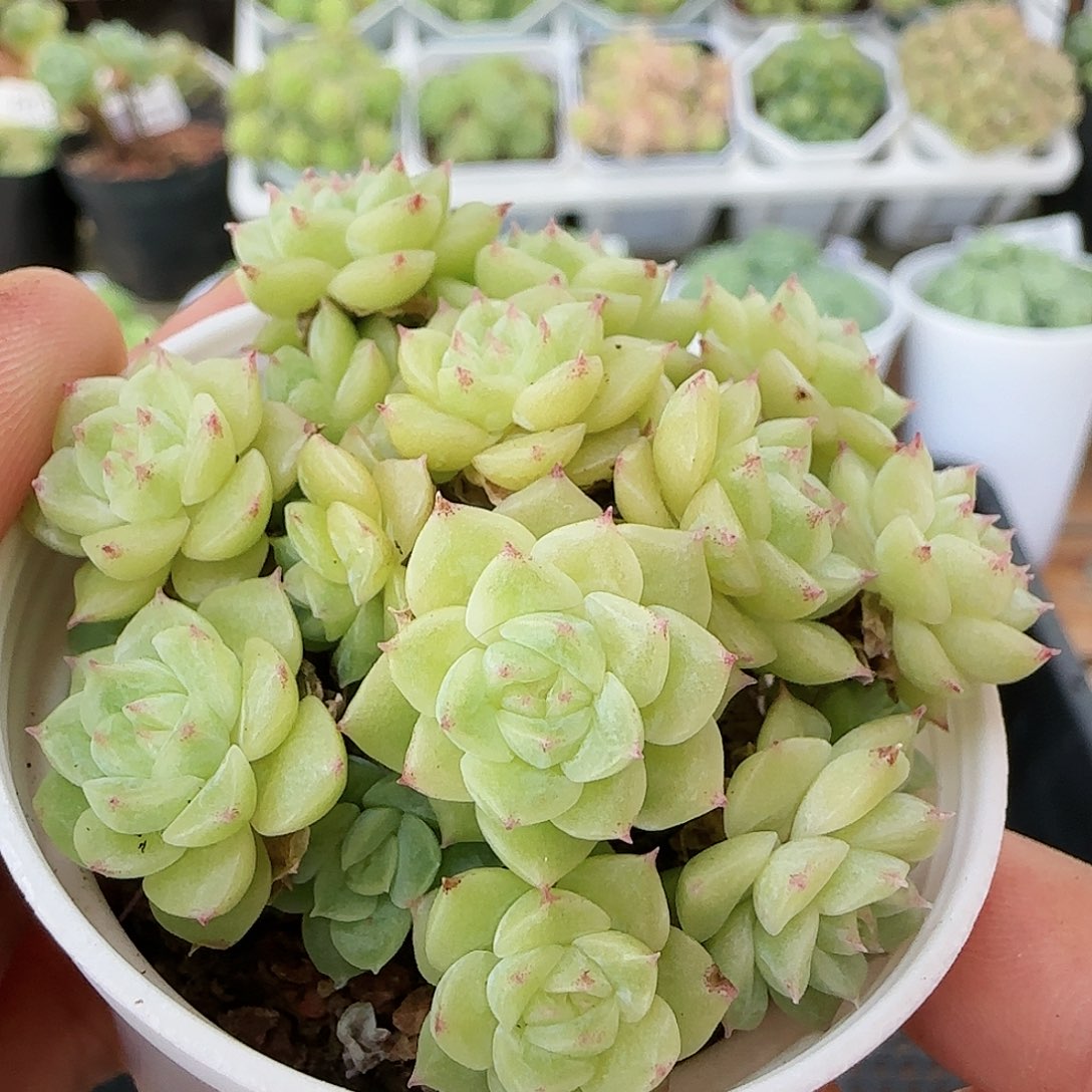 【闪购商品】0827-136珠光麦杆