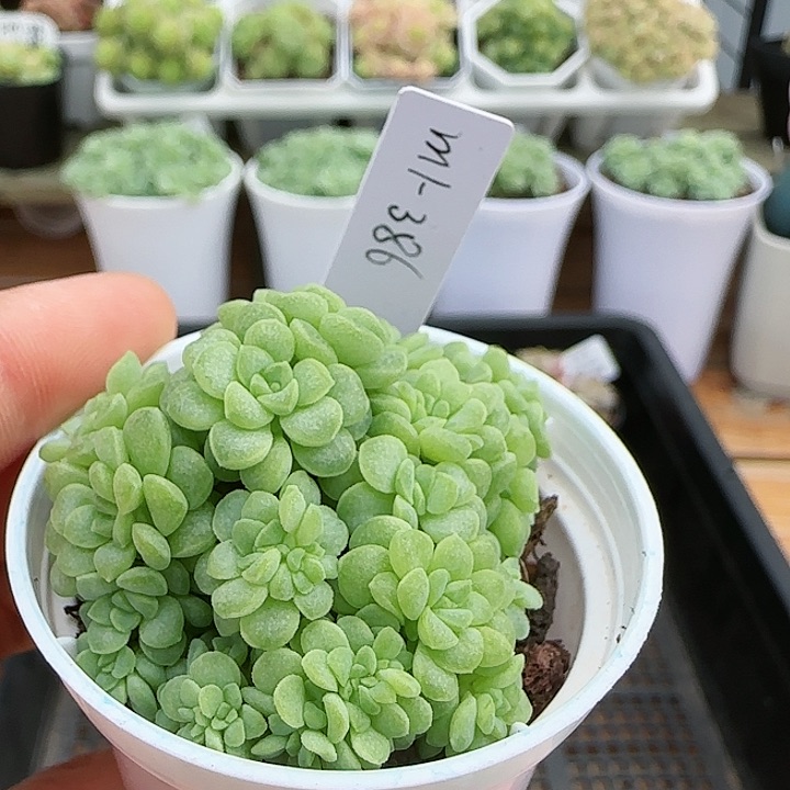 【闪购商品】0825-62（m1-386）