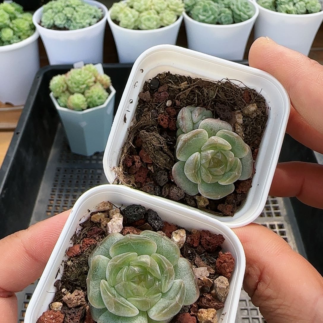 【闪购商品】0827-75白恋福利