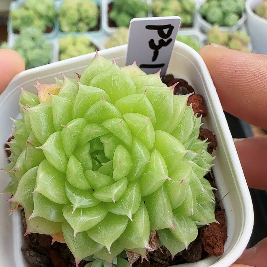 【闪购商品】0817-101（p3-1）
