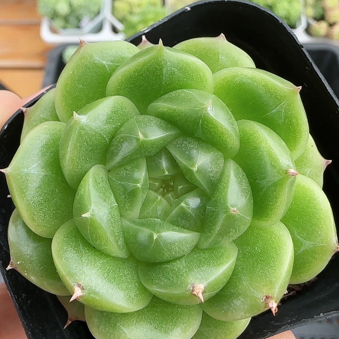【闪购商品】0817-82油透麦杆