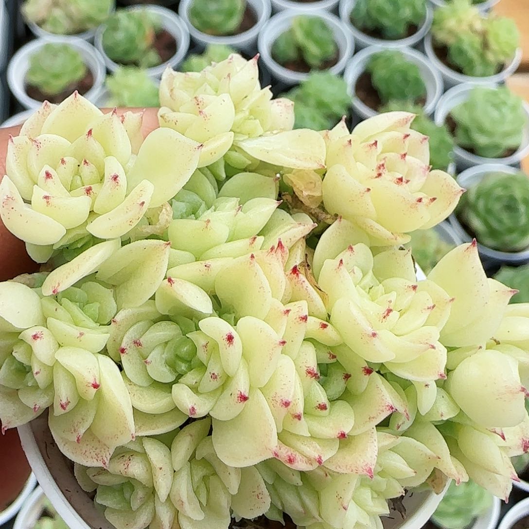 【闪购商品】0824-59珠光麦杆