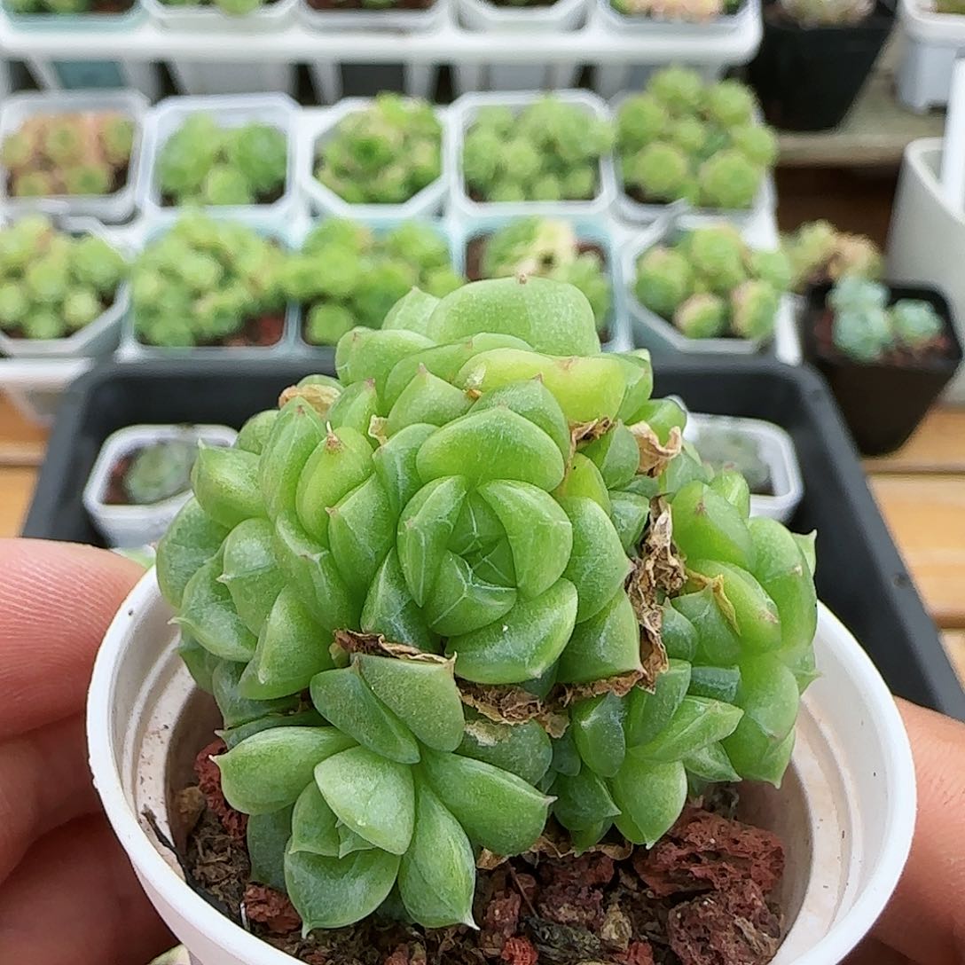 【闪购商品】0730-129油透麦杆