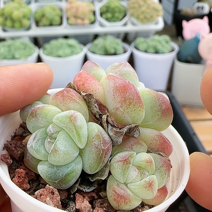 【闪购商品】0825-85