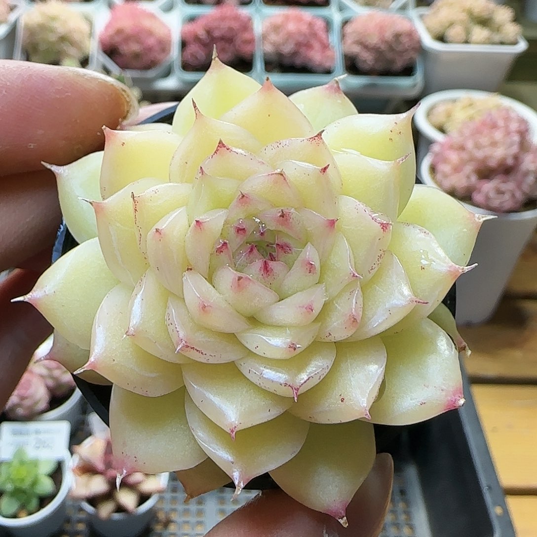 【闪购商品】0208-284优选麦杆
