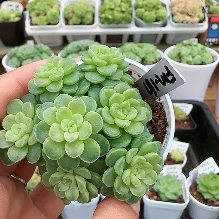 【闪购商品】0820-14（fm-167）