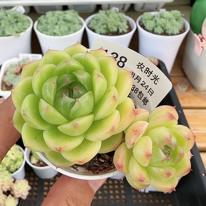 【闪购商品】0824-138包子麦杆