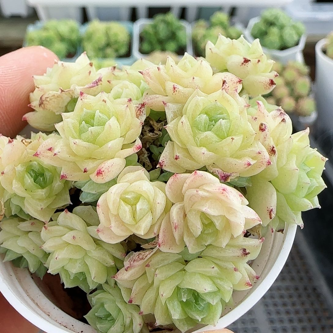 【闪购商品】0816-82珠光麦杆