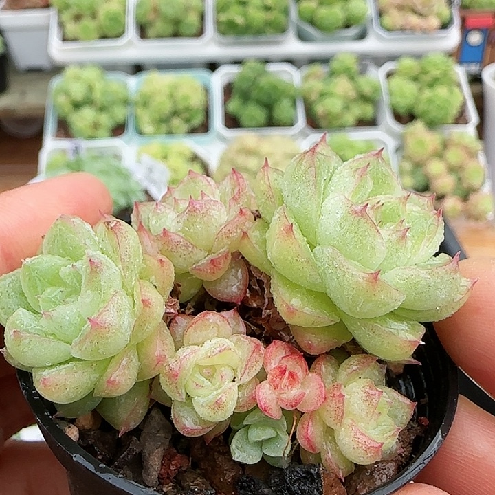 【闪购商品】0819-57女王