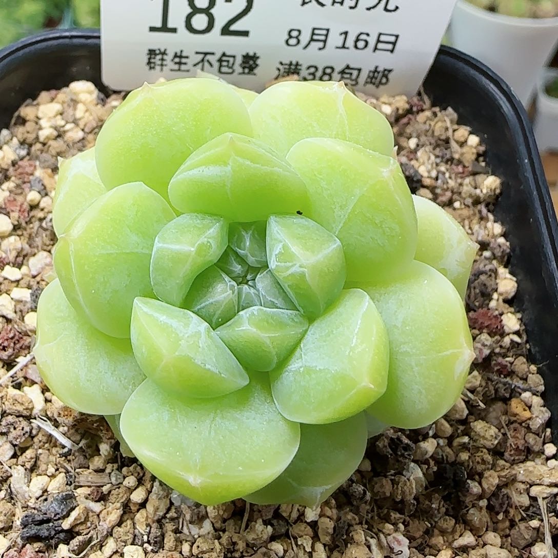 【闪购商品】0816-182糖心