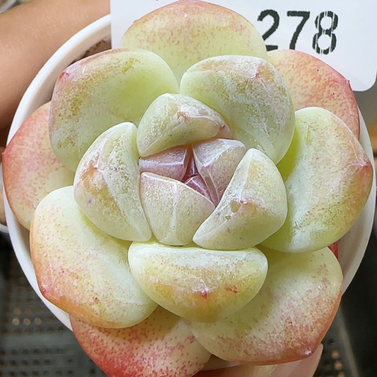【闪购商品】0111-278冰玉