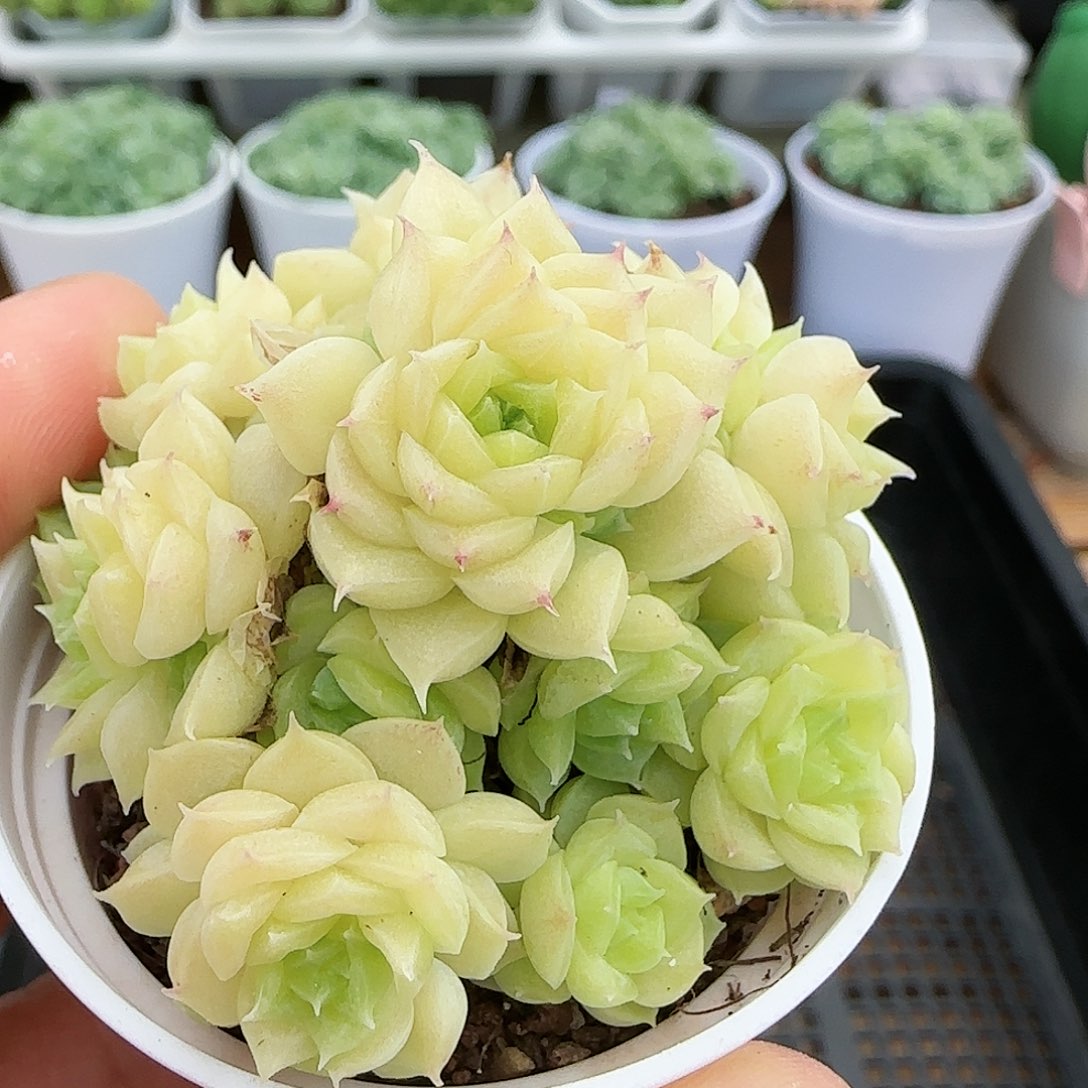 【闪购商品】0824-20珠光麦杆