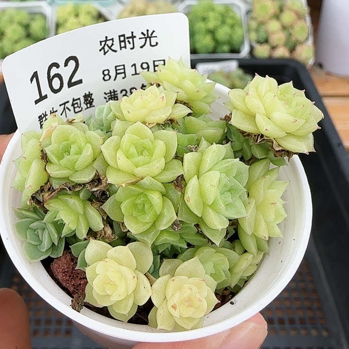 【闪购商品】0819-162珠光麦杆