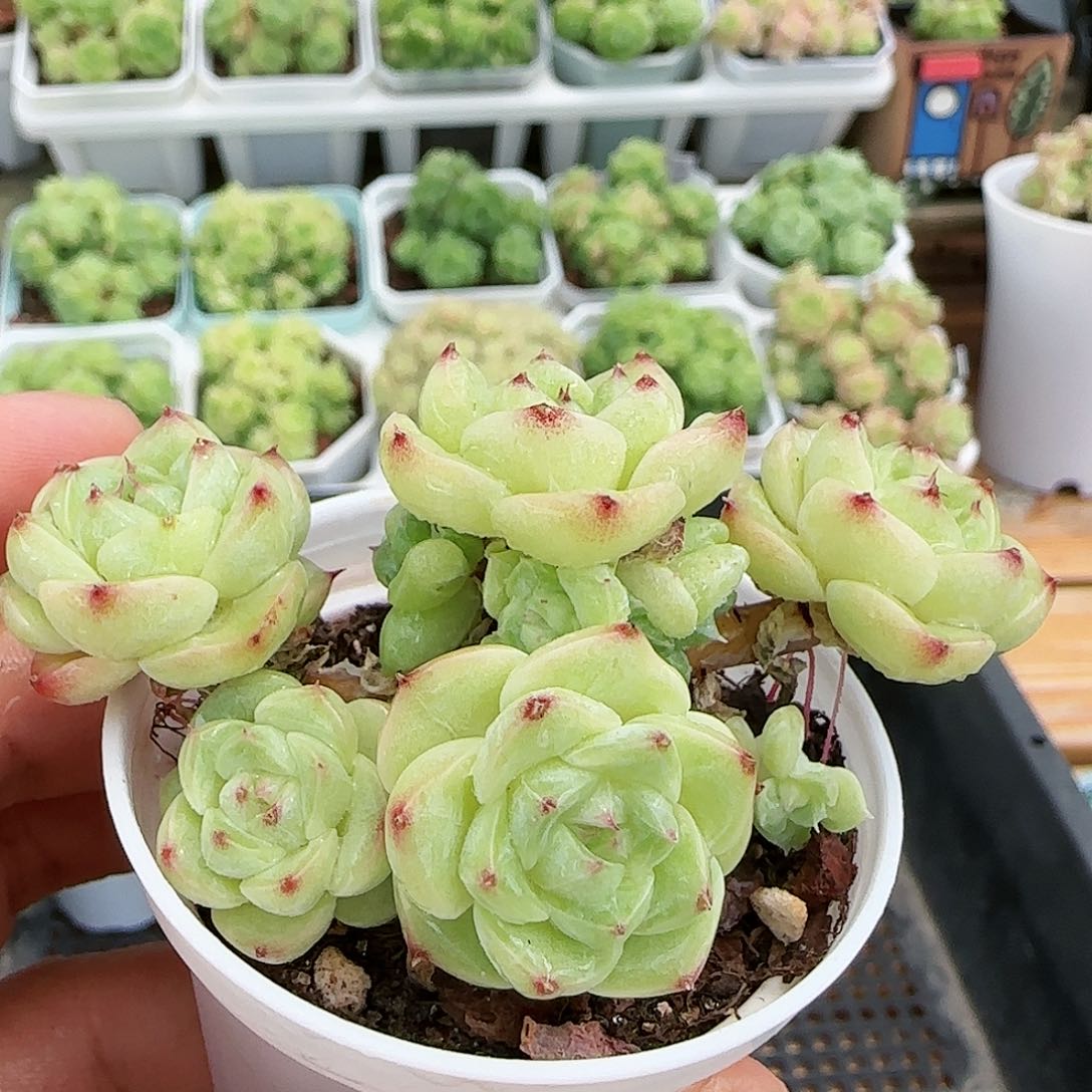 【闪购商品】0818-267