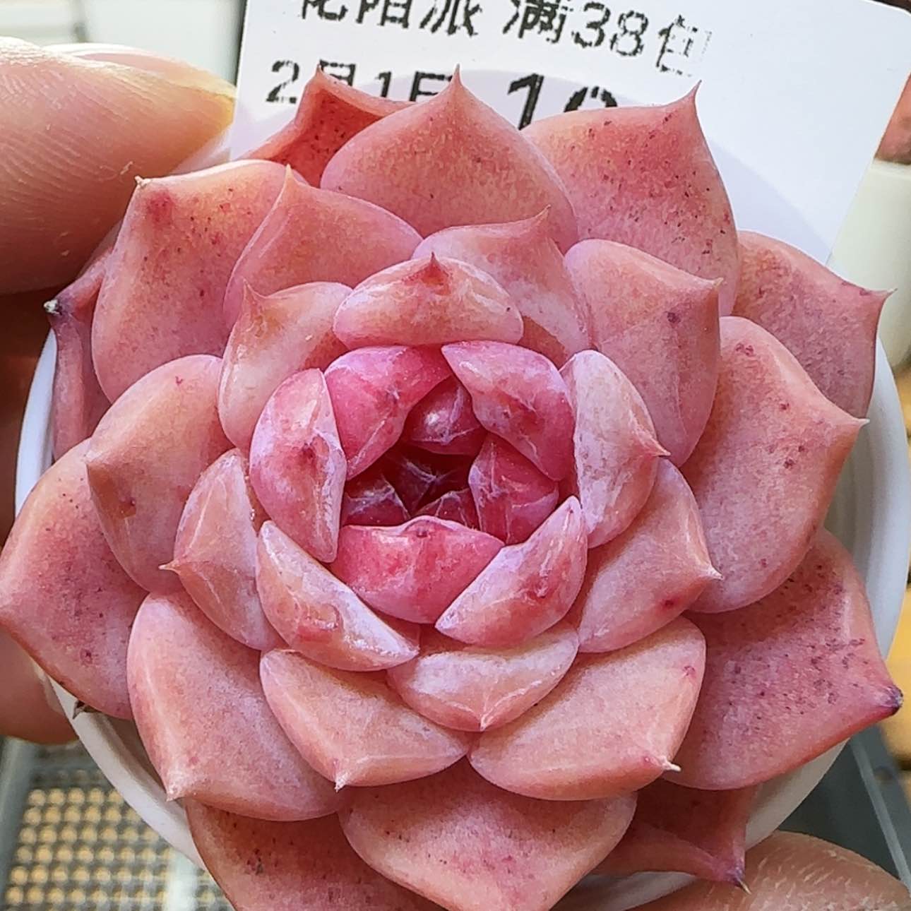 【闪购商品】红陶15cm以下0201-198糖心