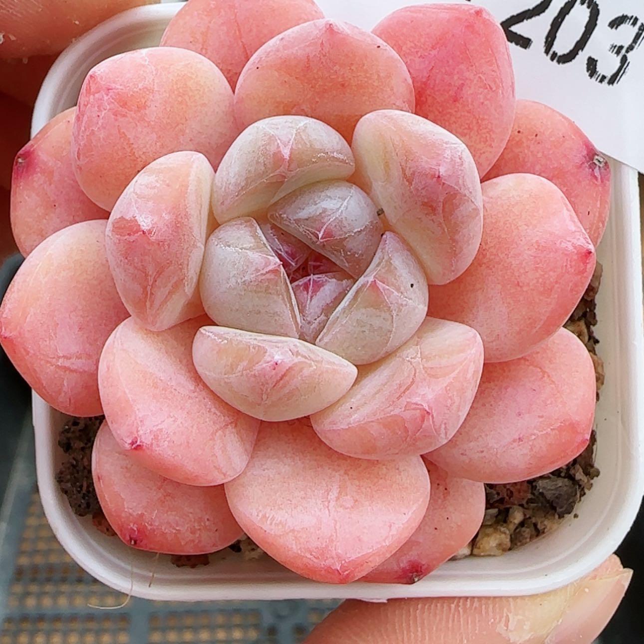 【闪购商品】0128-203粉色奇缘