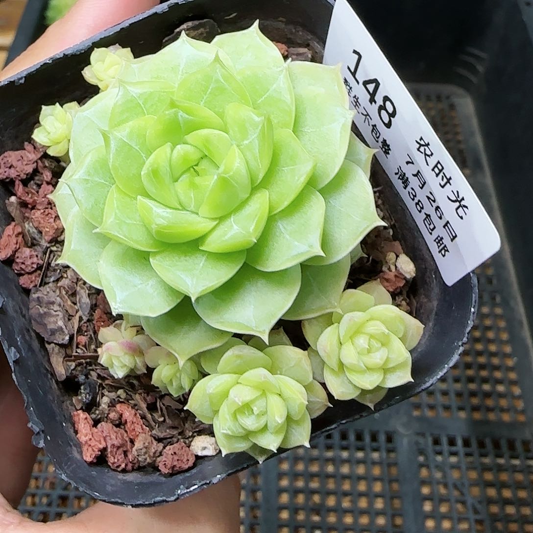 【闪购商品】0726-148女王