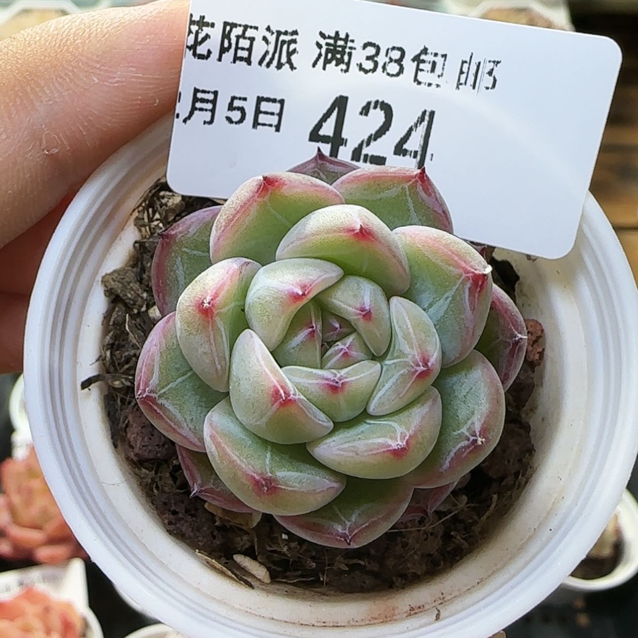 【闪购商品】红陶15cm以下0205-424雪花珍妮