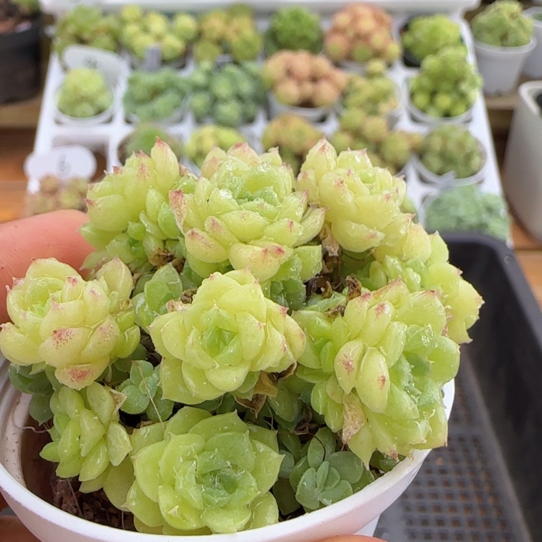 【闪购商品】0927-90花朵麦杆