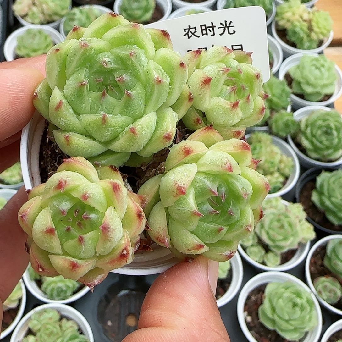 【闪购商品】0824-56糖心包子优选麦杆