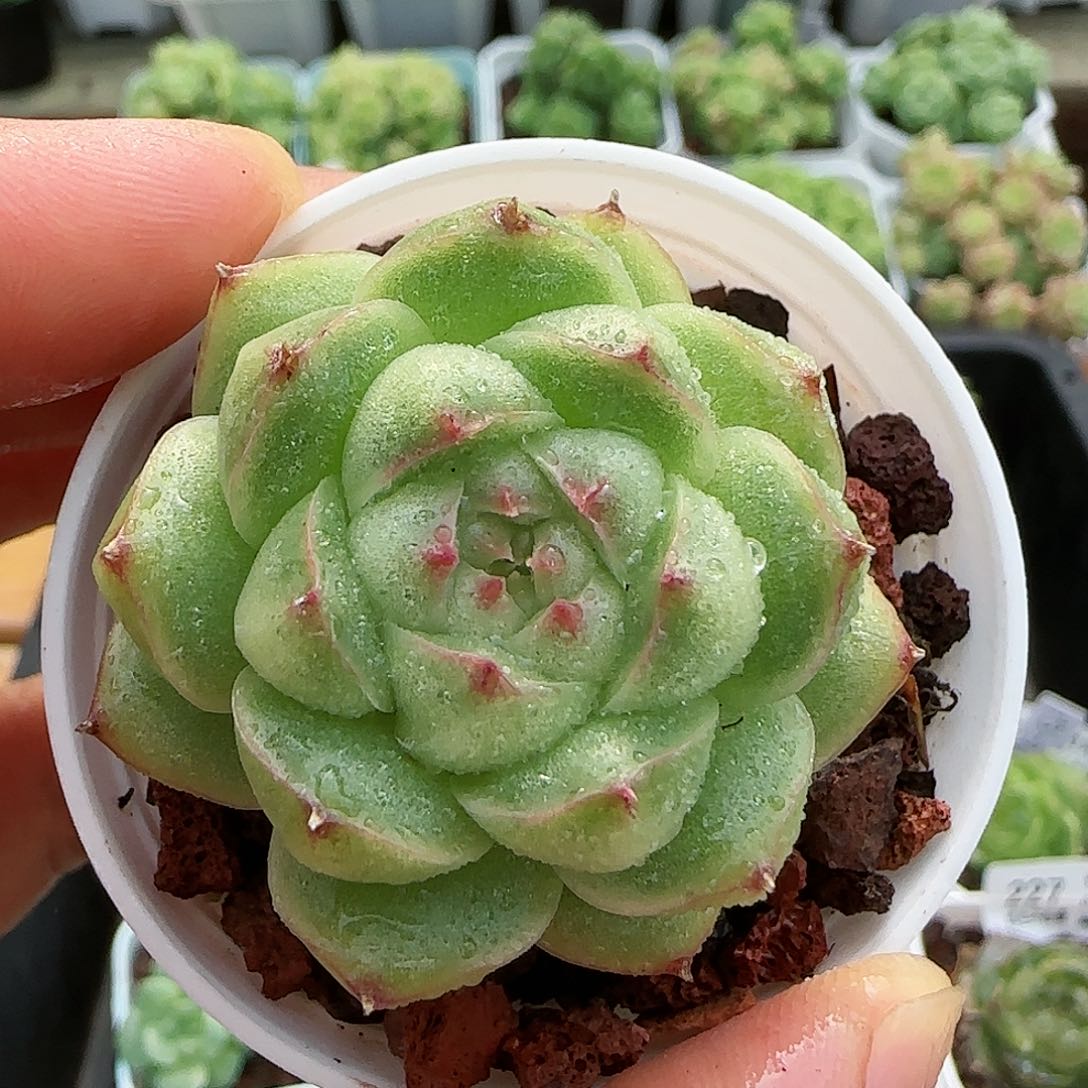 【闪购商品】0818-229包子麦杆