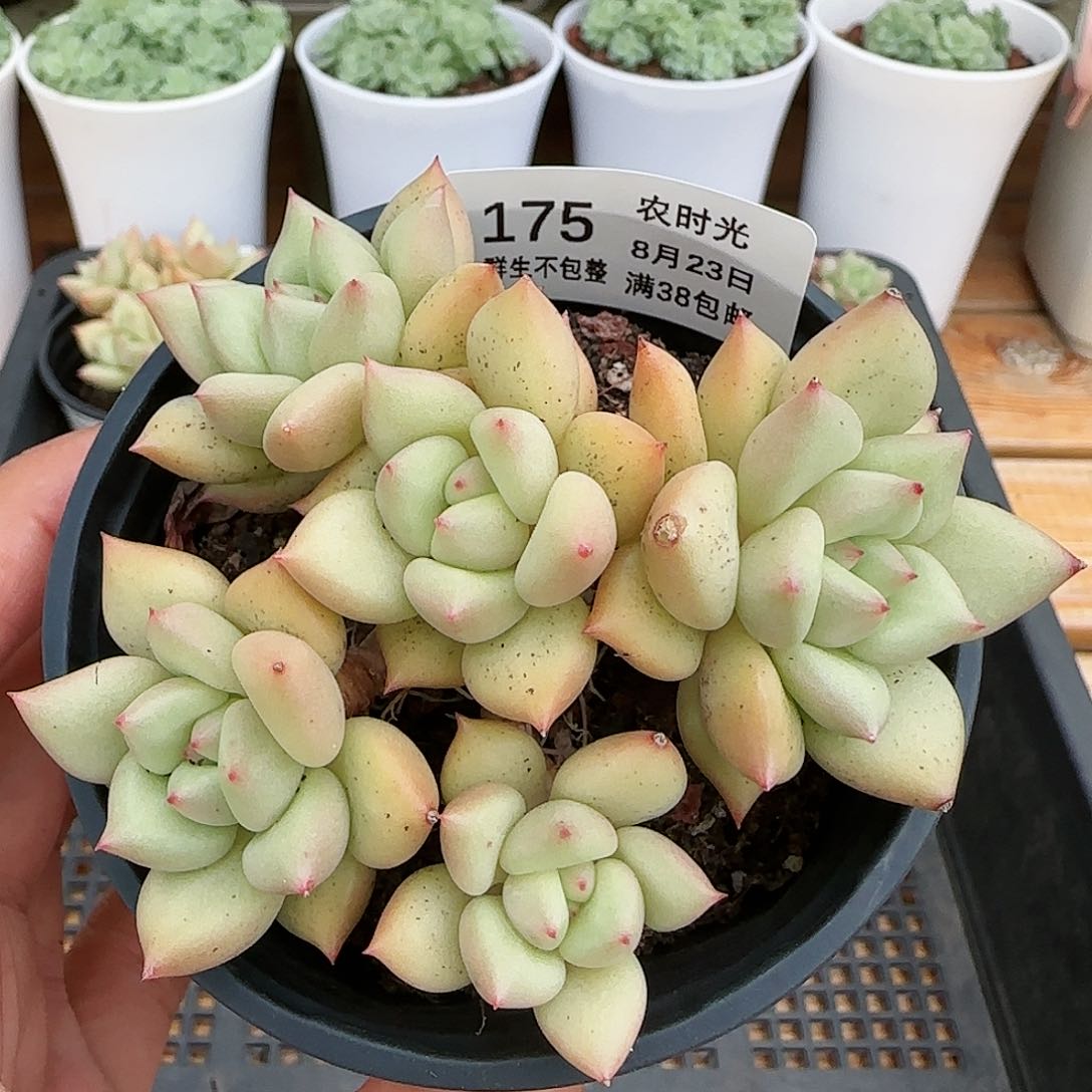 【闪购商品】0823-175象牙