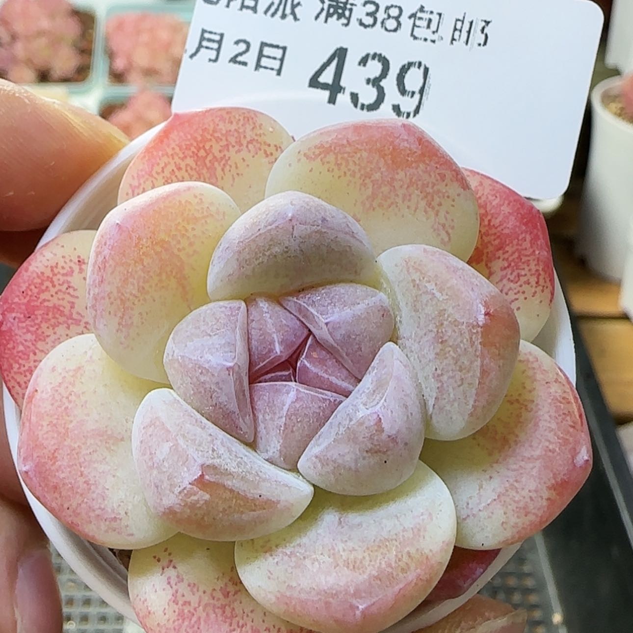 【闪购商品】0202-439冰玉