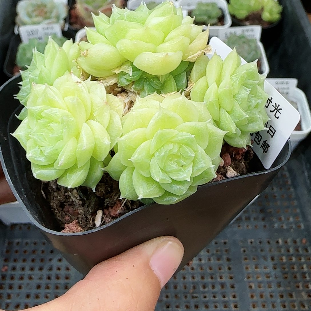 【闪购商品】0726-121花朵麦杆