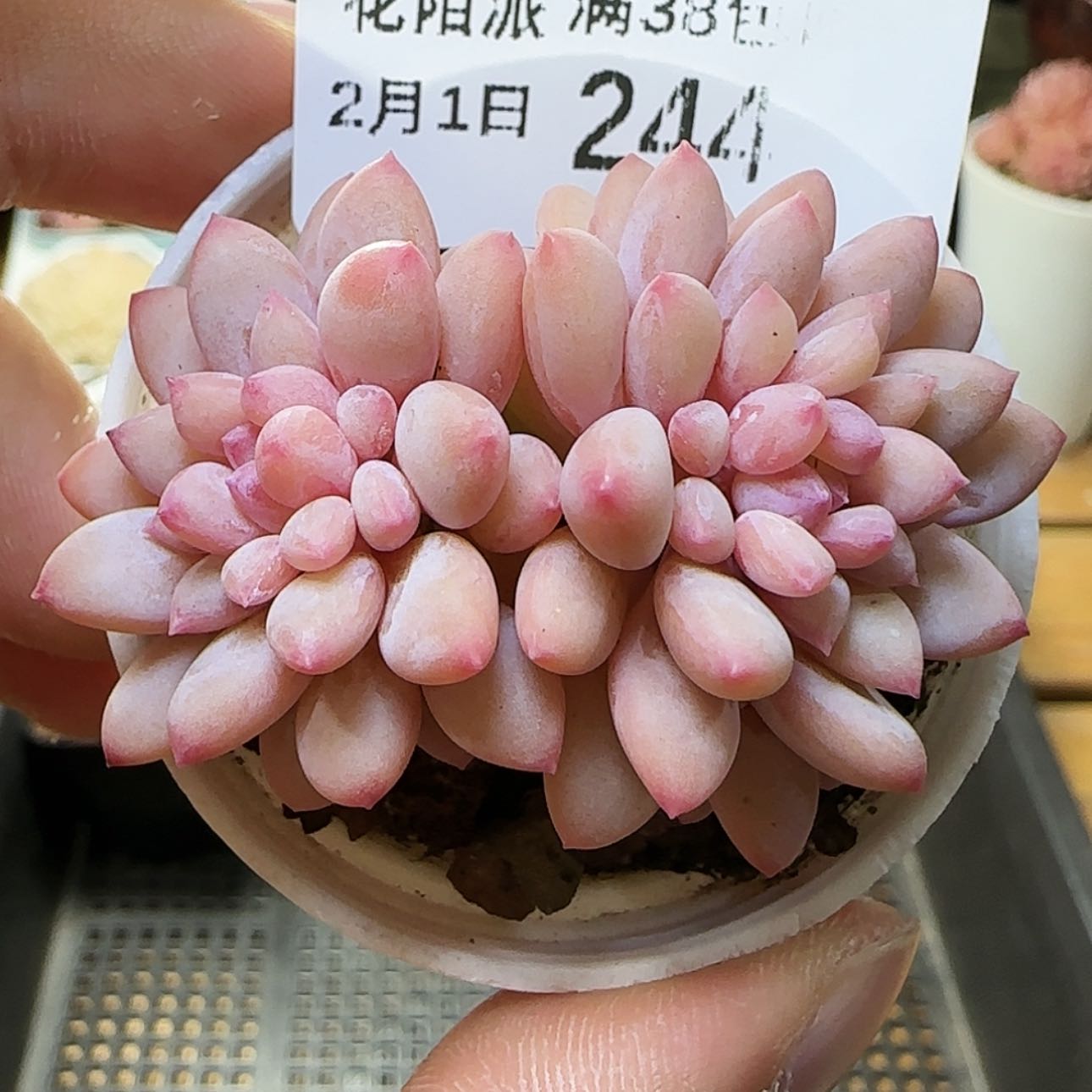 【闪购商品】红陶15cm以下0201-244冰淇淋