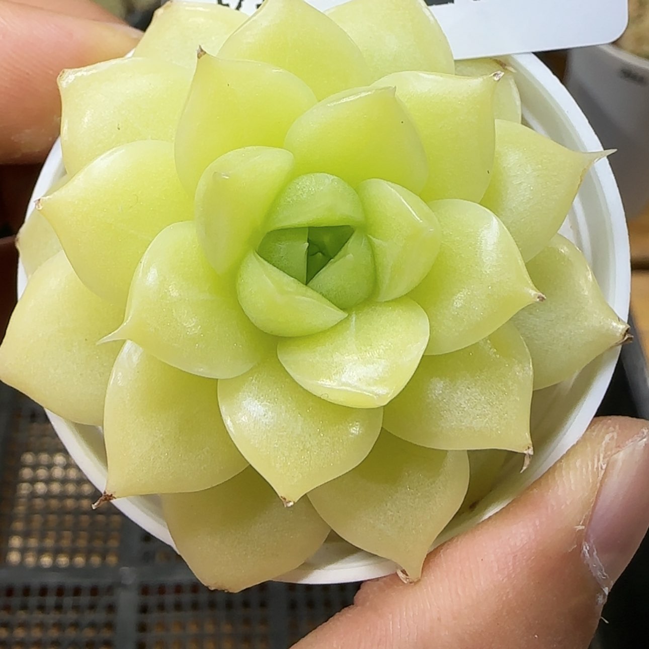 【闪购商品】0111-291优选麦杆