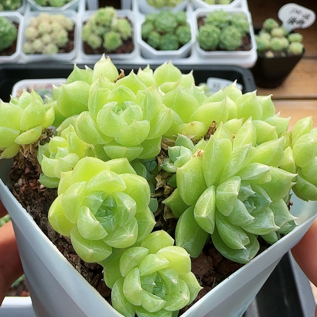 [闪购商品]0724-74包子优选麦杆（散）