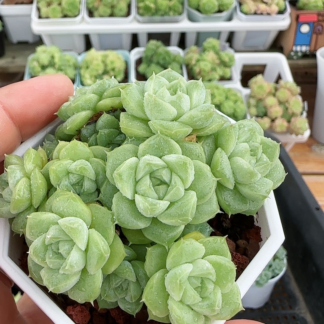 【闪购商品】0818-275优选麦杆