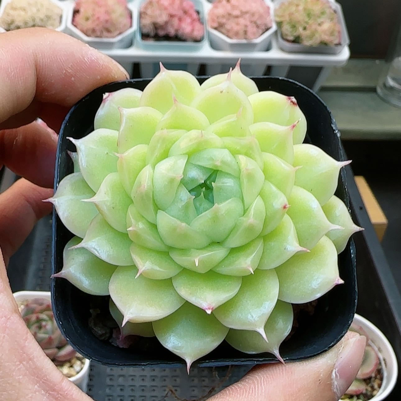 【闪购商品】红陶15cm以下Z*y0129-436麦秆