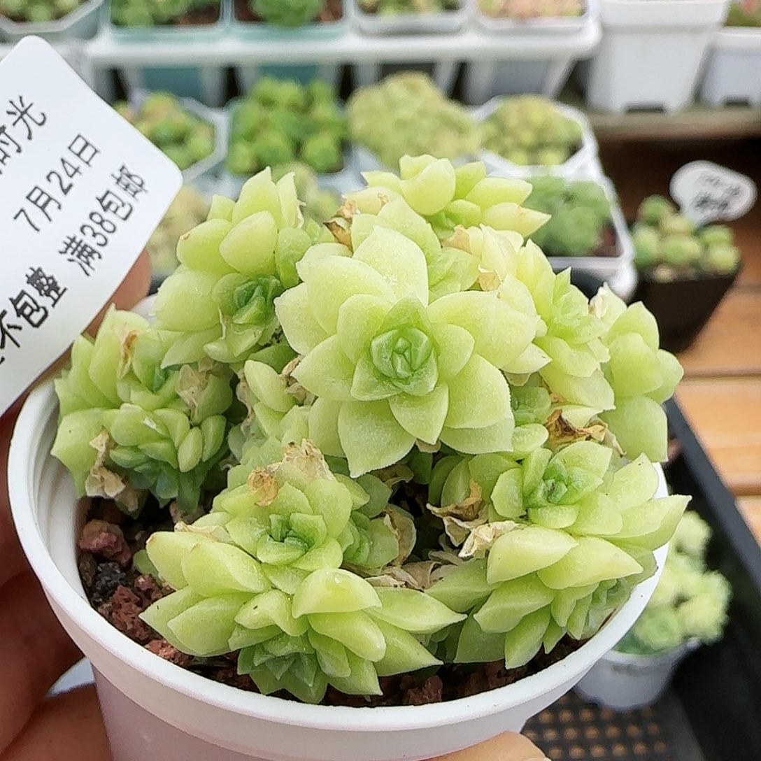 [闪购商品]0724-13花朵麦秆