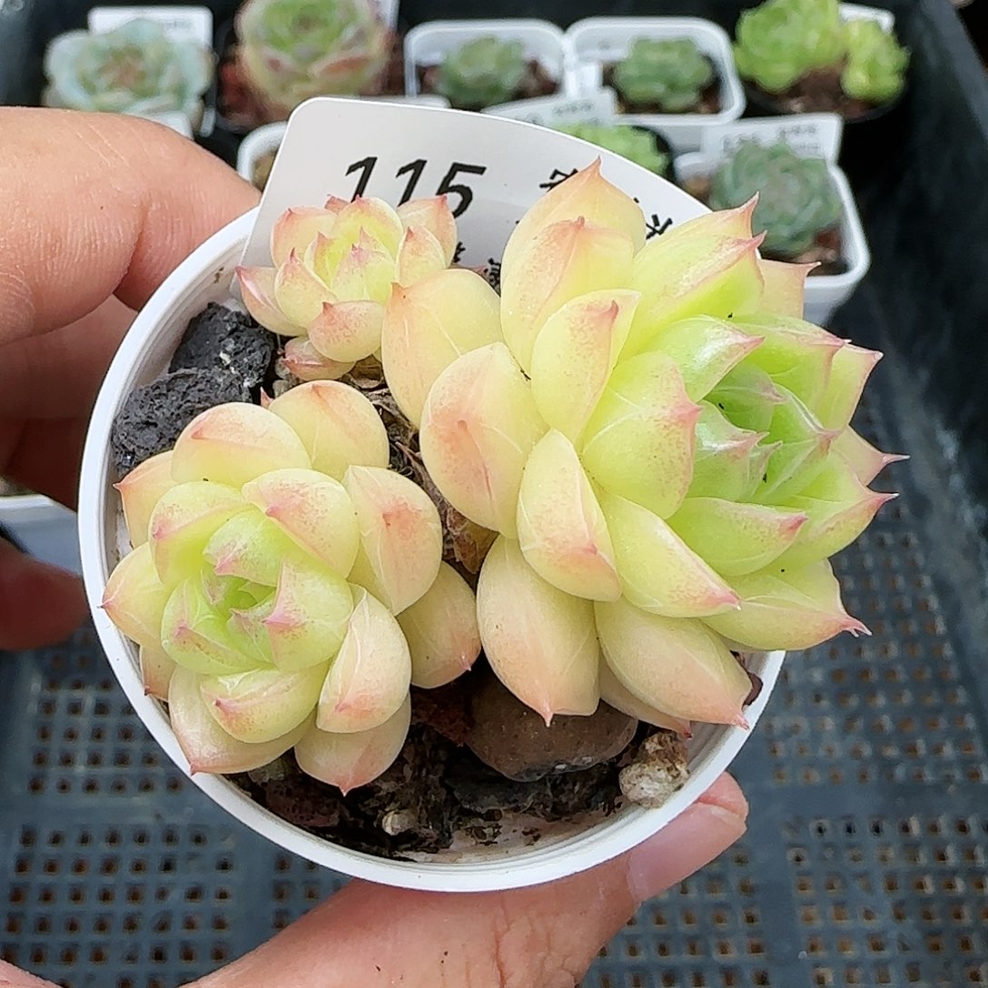 【闪购商品】0726-115包子麦杆